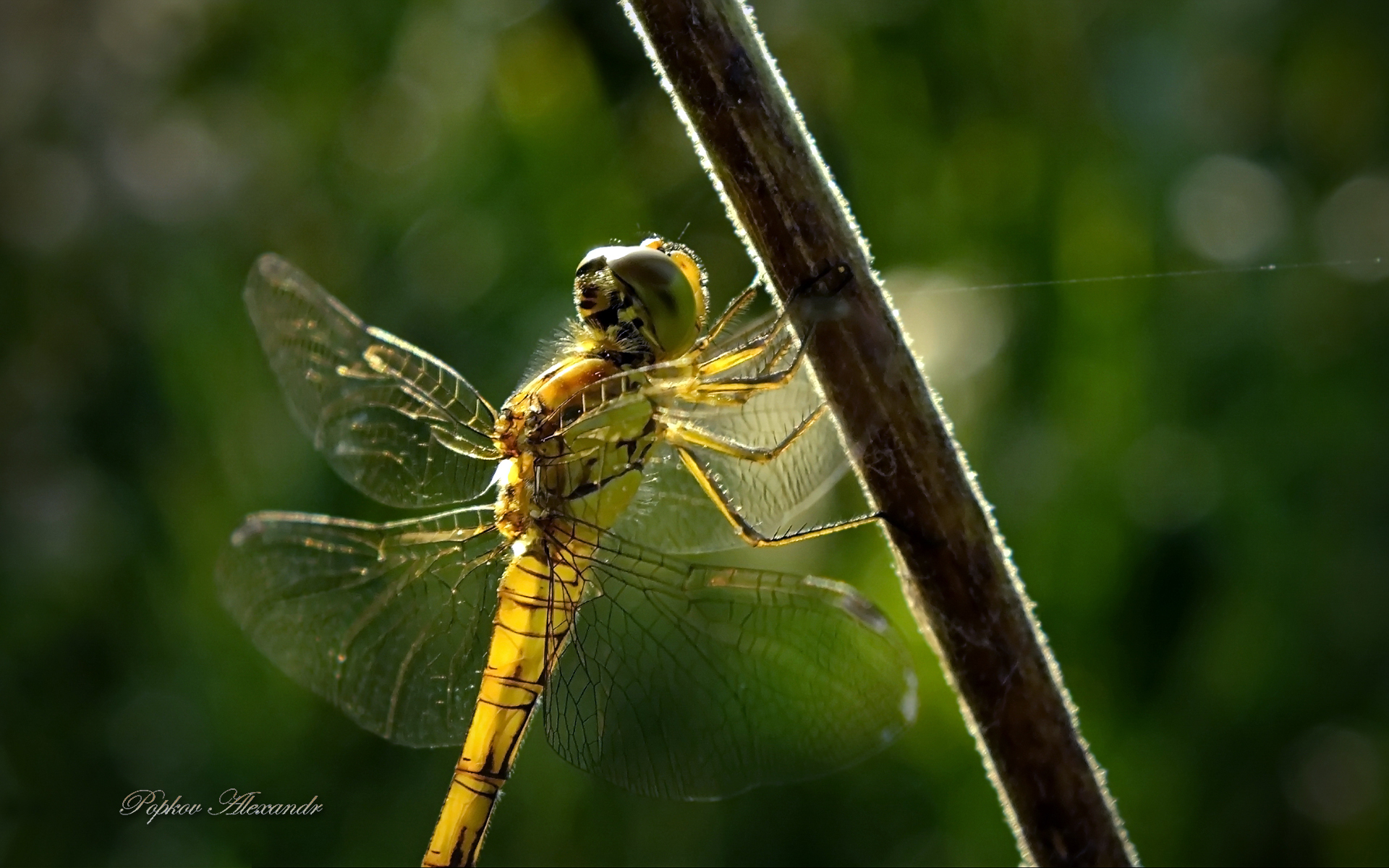 Honey dragonfly